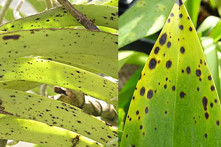 Dấu hiệu và Cách phòng bệnh đốm đen trên hoa phong lan